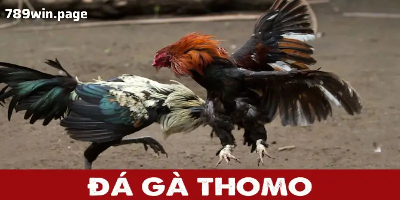 Khám Phá Đá Gà Thomo – Nơi Giao Thoa Giải Trí Và Cá Cược