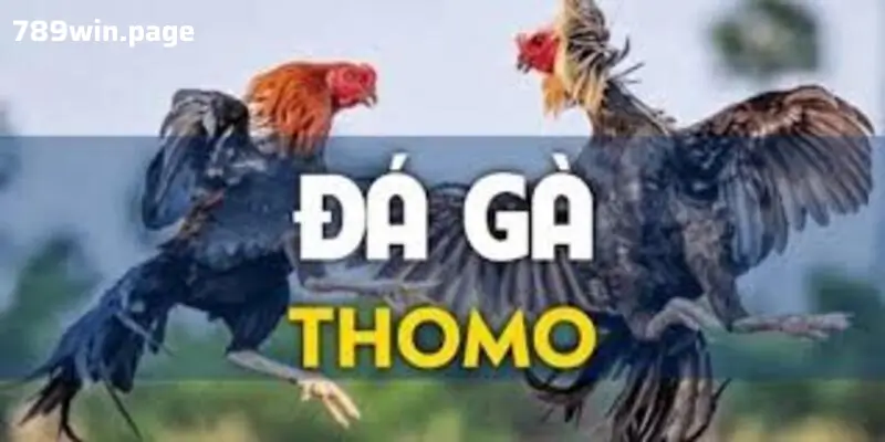 Đá Gà Thomo Tại 789win – Những Điều Quan Trọng Bạn Cần Biết