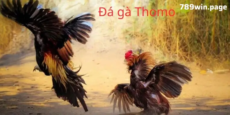 Điểm Nổi Bật Của Đá Gà Thomo: Cách Tham Gia Và Chiến Thắng Hiệu Quả